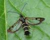 Synanthedon tipuliformis